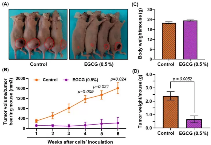 Control vs EGCG groups showing smaller xenograft volumes/weights with EGCG, stable body weight, and reduced DNA methylation markers indicating epigenetic effects.
